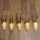 19 deer antlers for wall decoration