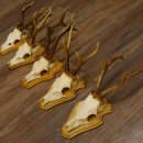 19 deer antlers for wall decoration