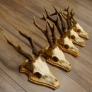 19 deer antlers for wall decoration