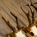 19 deer antlers for wall decoration