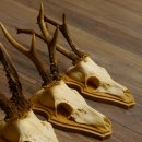19 deer antlers for wall decoration