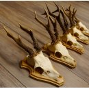 19 deer antlers for wall decoration
