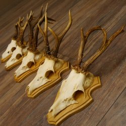 19 deer antlers for wall decoration