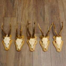19 deer antlers for wall decoration
