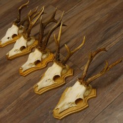 19 deer antlers for wall decoration