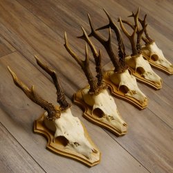 19 deer antlers for wall decoration