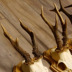 19 deer antlers for wall decoration