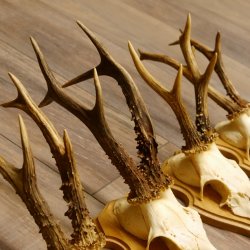 19 deer antlers for wall decoration