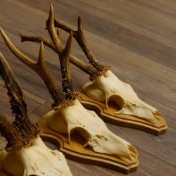 19 deer antlers for wall decoration