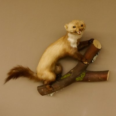 Steinmarder Marder auf Ast offener Fang Präparat taxidermy Deko Tierpräparat 89.5.220
