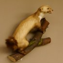 Steinmarder Marder auf Ast offener Fang Präparat taxidermy Deko Tierpräparat 89.5.220