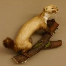 Steinmarder Marder auf Ast offener Fang Präparat taxidermy Deko Tierpräparat 89.5.220