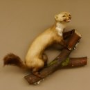 Steinmarder Marder auf Ast offener Fang Präparat taxidermy Deko Tierpräparat 89.5.220