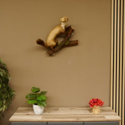 Steinmarder Marder auf Ast offener Fang Präparat taxidermy Deko Tierpräparat 89.5.220