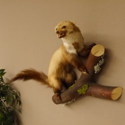 Steinmarder Marder auf Ast offener Fang Präparat taxidermy Deko Tierpräparat 89.5.220