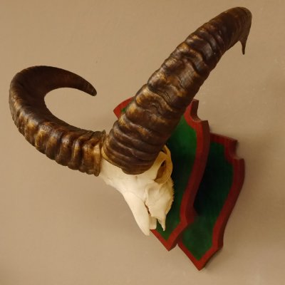 Mufflon (Ovis gmelini musimon) Widder Geweih Schädeltrophäe Hornlänge 46 cm Trophäenschild 82.1.103