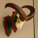 Mufflon (Ovis gmelini musimon) Widder Geweih Schädeltrophäe Hornlänge 46 cm Trophäenschild 82.1.103