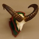 Mufflon (Ovis gmelini musimon) Widder Geweih Schädeltrophäe Hornlänge 46 cm Trophäenschild 82.1.103