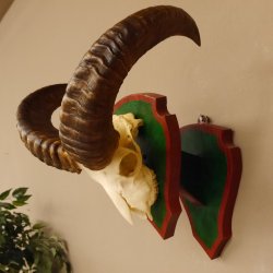 Mufflon (Ovis gmelini musimon) Widder Geweih Schädeltrophäe Hornlänge 46 cm Trophäenschild 82.1.103