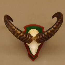 Mufflon (Ovis gmelini musimon) Widder Geweih Schädeltrophäe Hornlänge 46 cm Trophäenschild 82.1.103