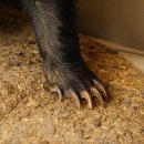 Dachs auf Deko Podest Tierpräparat mit echte Zähne Raubtier Präparat 89.10.111