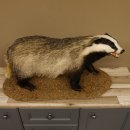 Dachs auf Deko Podest Tierpräparat mit echte Zähne Raubtier Präparat 89.10.111