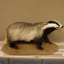 Dachs auf Deko Podest Tierpräparat mit echte Zähne Raubtier Präparat 89.10.111