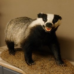 Dachs auf Deko Podest Tierpräparat mit echte Zähne Raubtier Präparat 89.10.111
