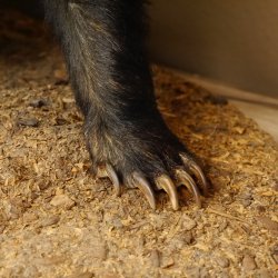 Dachs auf Deko Podest Tierpräparat mit echte Zähne Raubtier Präparat 89.10.111