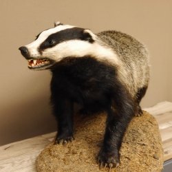 Dachs auf Deko Podest Tierpräparat mit echte Zähne Raubtier Präparat 89.10.111