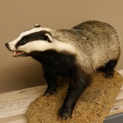 Dachs auf Deko Podest Tierpräparat mit echte Zähne Raubtier Präparat 89.10.111