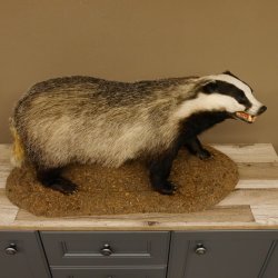 Dachs auf Deko Podest Tierpräparat mit echte Zähne Raubtier Präparat 89.10.111