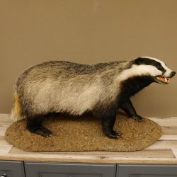 Dachs auf Deko Podest Tierpräparat mit echte Zähne Raubtier Präparat 89.10.111