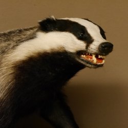 Dachs auf Deko Podest Tierpräparat mit echte Zähne Raubtier Präparat 89.10.111