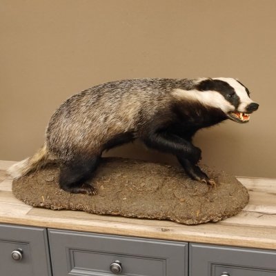 Dachs auf Deko Podest Tierpräparat mit echte Zähne Raubtier Präparat 89.10.112