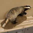 Dachs auf Deko Podest Tierpräparat mit echte Zähne Raubtier Präparat 89.10.112