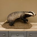 Dachs auf Deko Podest Tierpräparat mit echte Zähne Raubtier Präparat 89.10.112