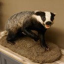 Dachs auf Deko Podest Tierpräparat mit echte Zähne Raubtier Präparat 89.10.112