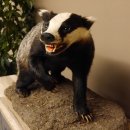 Dachs auf Deko Podest Tierpräparat mit echte Zähne Raubtier Präparat 89.10.112