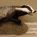 Dachs auf Deko Podest Tierpräparat mit echte Zähne Raubtier Präparat 89.10.112