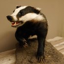 Dachs auf Deko Podest Tierpräparat mit echte Zähne Raubtier Präparat 89.10.112