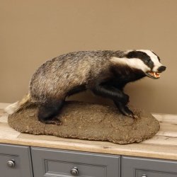 Dachs auf Deko Podest Tierpräparat mit echte Zähne Raubtier Präparat 89.10.112