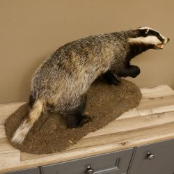 Dachs auf Deko Podest Tierpräparat mit echte Zähne Raubtier Präparat 89.10.112