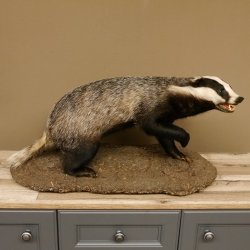 Dachs auf Deko Podest Tierpräparat mit echte Zähne Raubtier Präparat 89.10.112