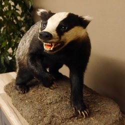 Dachs auf Deko Podest Tierpräparat mit echte Zähne Raubtier Präparat 89.10.112