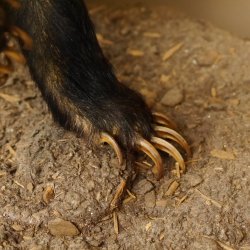 Dachs auf Deko Podest Tierpräparat mit echte Zähne Raubtier Präparat 89.10.112