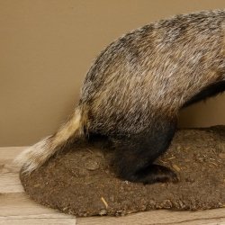 Dachs auf Deko Podest Tierpräparat mit echte Zähne Raubtier Präparat 89.10.112