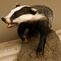 Dachs auf Deko Podest Tierpräparat mit echte Zähne Raubtier Präparat 89.10.112