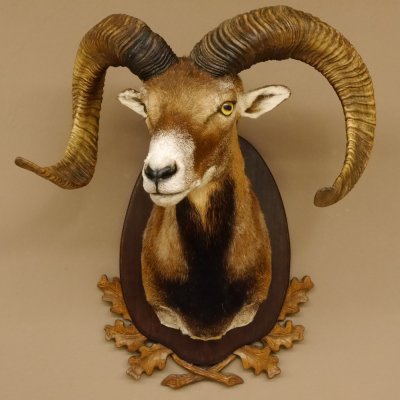 Mufflon (Ovis gmelini musimon) Präparat HL max. 72,5 cm Kopf Schulter Haupt 85.12.80