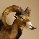 Mufflon (Ovis gmelini musimon) Präparat HL max. 72,5 cm Kopf Schulter Haupt 85.12.80